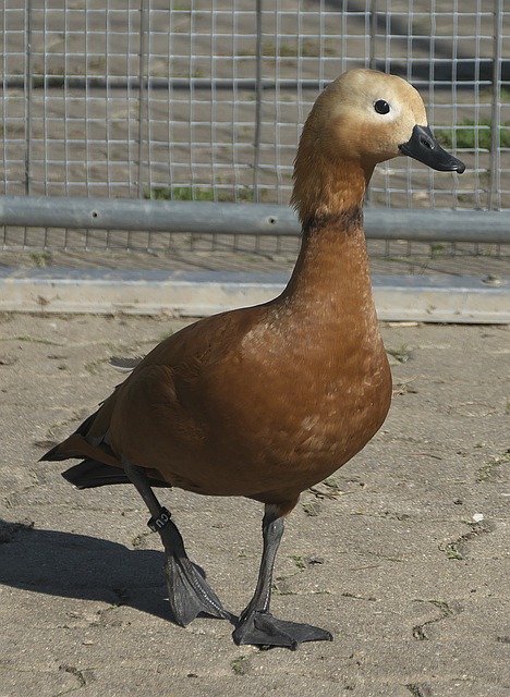 佼佼者
